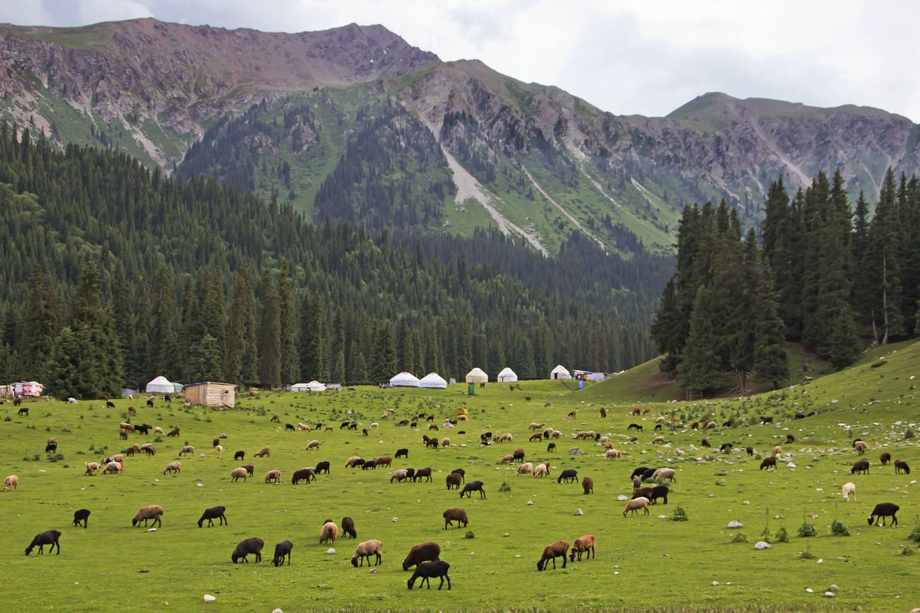 Yurt camp with grazing flocks