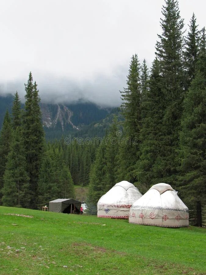 Traditional yurts among the spruce