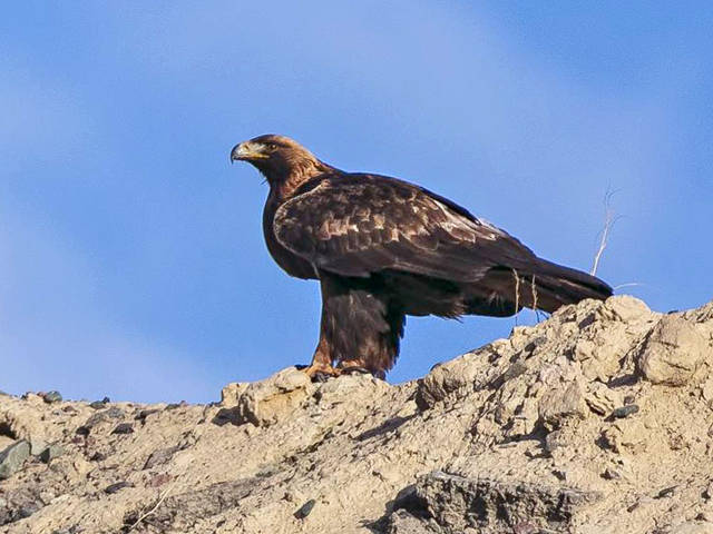 Golden eagle perched on a rocky ridge