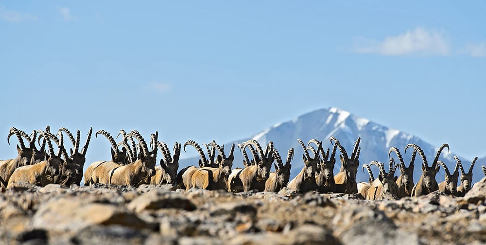 Herd of ibex with a mountain backdrop